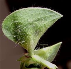  Spathe